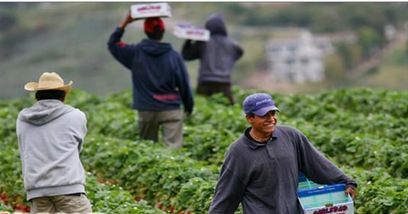 上海徐汇丹麦农场种植工采摘工年薪40万招实力代理0投入