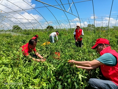 惠州公益组织爱心助力仍图农户解决辣椒滞销问题